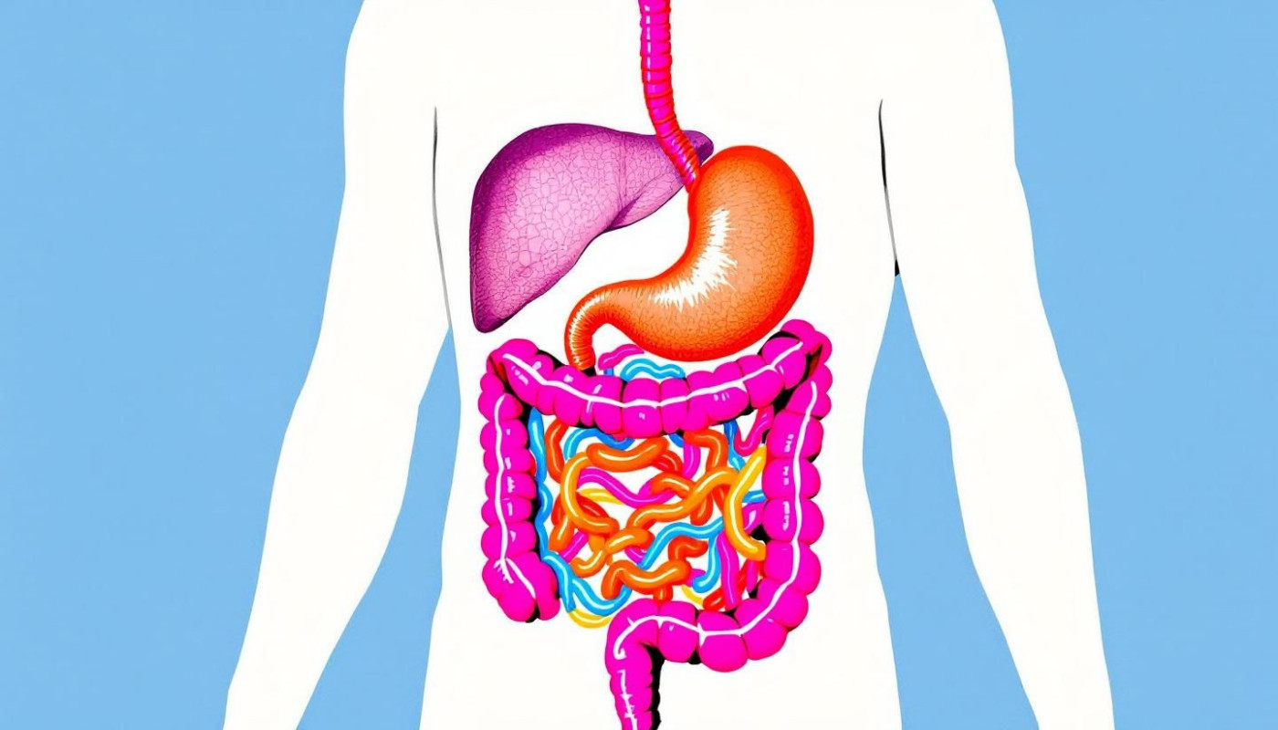 Comprendre la santé digestive et son influence sur votre bien-être quotidien